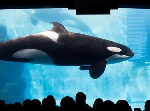 Killer whale in the aquarium