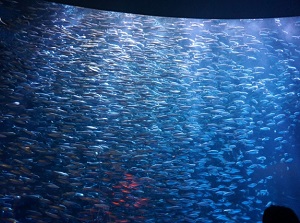 Countless sardines in the aquarium