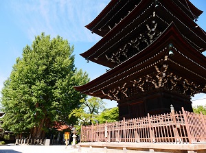 Three-storied pagoda and ginkgo tree in Hida Kokubunji