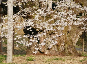 Trunk of Usuzumi-zakura