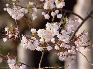 Blossoms of Usuzumi-zakura