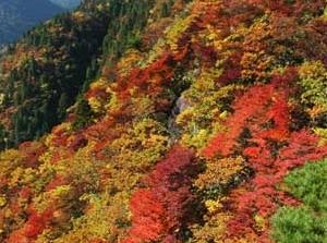Mount Gozaisho in autumn
