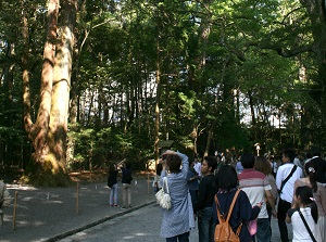 Forest around the approach to main shrine in Naiku