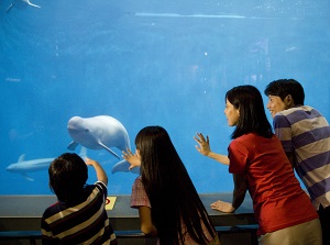 Finless Porpoise in Toba Aquarium