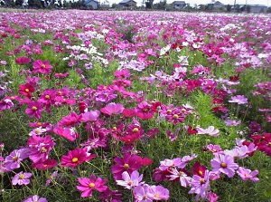 Cosmos in Nabana no Sato