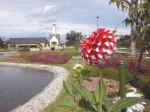 Dahlia in Nabana no Sato