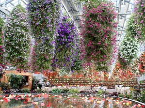 Begonia Garden