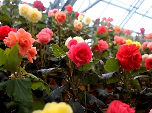 Begonias in Begonia Garden