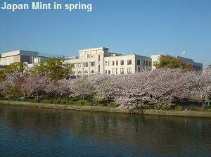 Japan Mint in spring