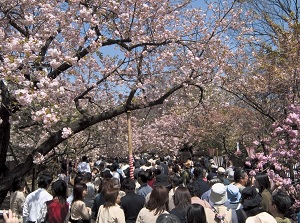 Cherry Blossom Viewing in Japan Mint