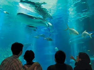 Huge fish tank in Kaiyukan