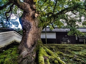 Nagaya-mon and camphor tree in Shoren-in