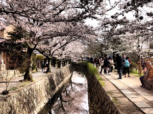 Tetsugaku-no-michi in spring