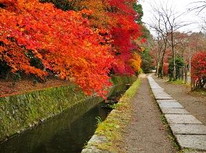 Tetsugaku-no-michi in autumn