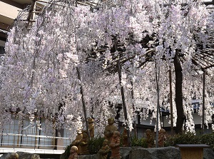 Cherry tree in Rokkakudo