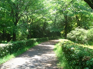Forest in Kyoto Gyoen