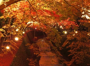 Colored leaves in Kitano Tenmangu in autumn