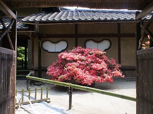 Azaleas in Shisendo