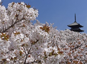 Omuro-zakura in Ninnaji