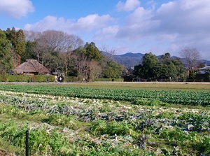 Scenery in Sagano