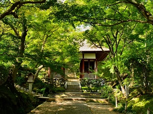 Jojakkoji in green leaves