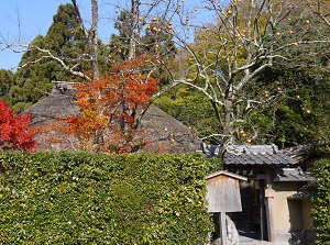 Persimmon tree in Rakushisha