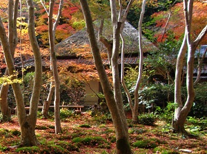 Main temple og Giouji in autumn