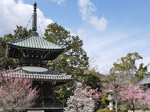 Seiryoji in spring