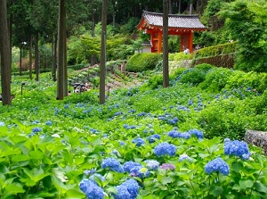 Japanese hydrangeas in Mimurotoji