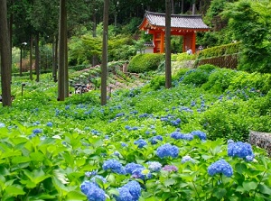 Japanese hydrangeas in Mimurotoji