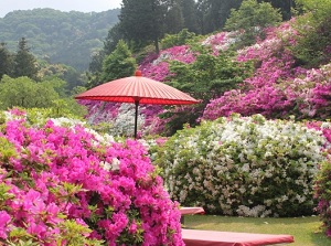 Azaleas in Mimurotoji