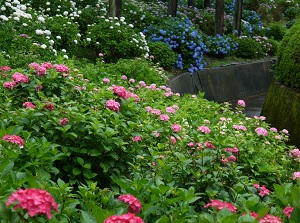 Japanese hydrangeas in Mimurotoji