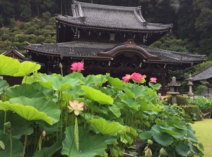 Lotus flowers in Mimurotoji
