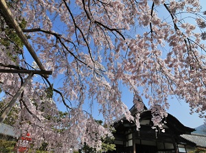 Cherry blossoms in Sanbo-in