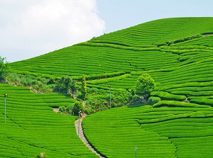 Ishitera tea plantation in Wazuka town