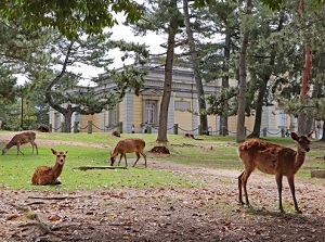 Nara Park in Nara city