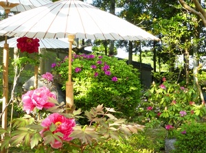 Peony in Taimadera