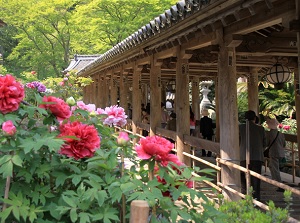 Peonies by Noborirou of Hasedera