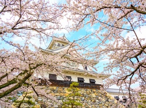 Nagahama Castle in spring