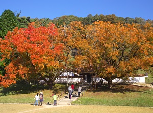Two Chinese pistache trees in Shizutani School