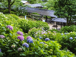 Hydrangeas in Kibitsu Shrine