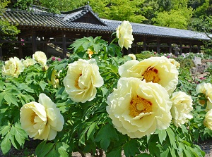 Peonies in Kibitsu Shrine