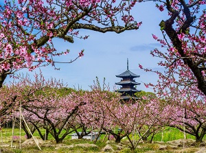 Bitchu-Kokubunji and cherry blossoms