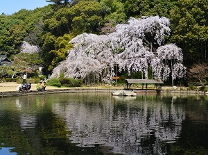 Japanese garden in Sogenji