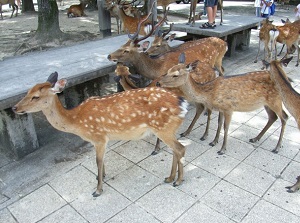 Deer on the approach to Itsukushima Shrine