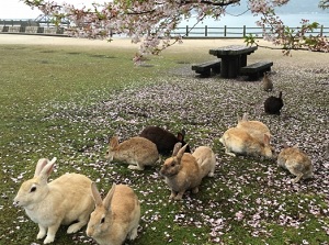 Rabbits in Okunoshima