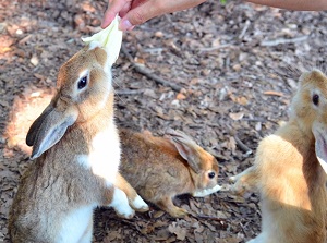 Rabbits in Okunoshima