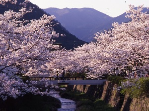 Ichinosaka River in Yamaguchi city