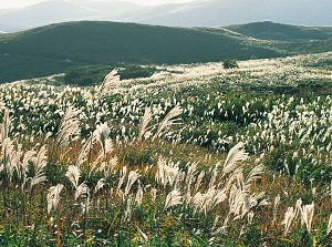 Akiyoshidai in autumn