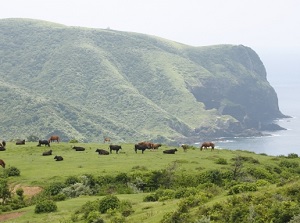 Pasture in Oki Islands